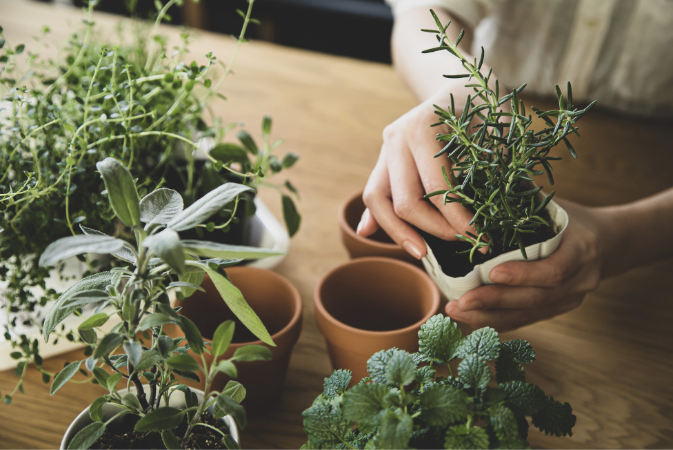 How to Create a Thriving Indoor Herb Garden